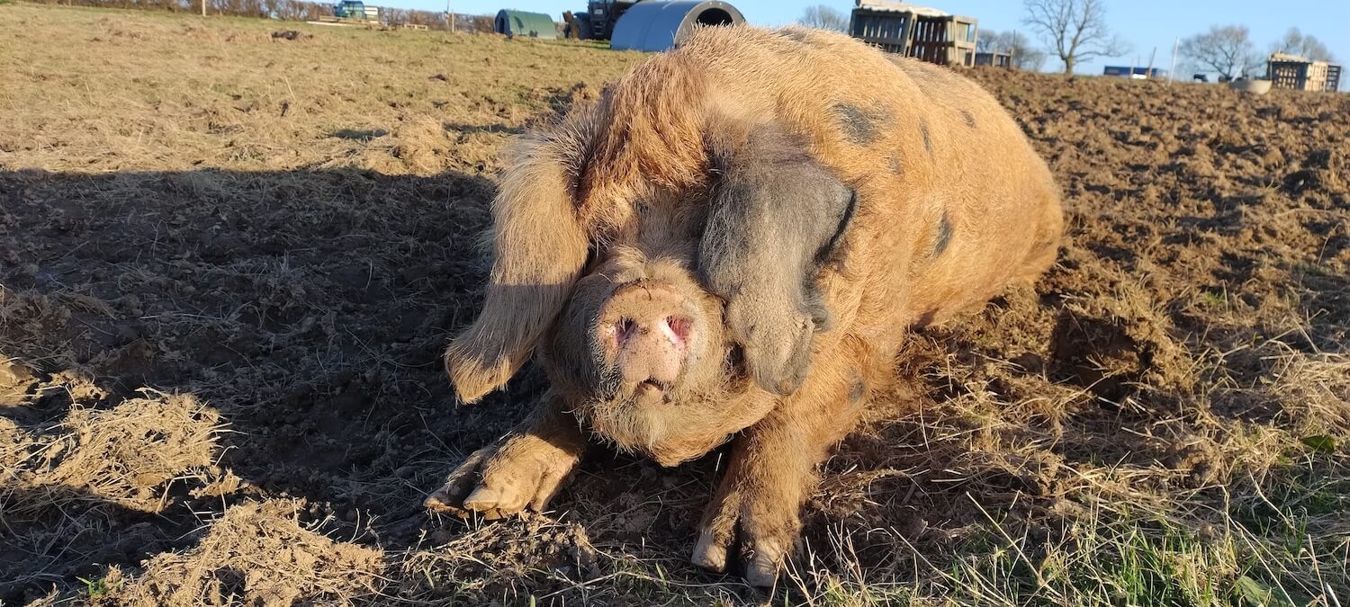 Brian the boar lazing in the sunshine