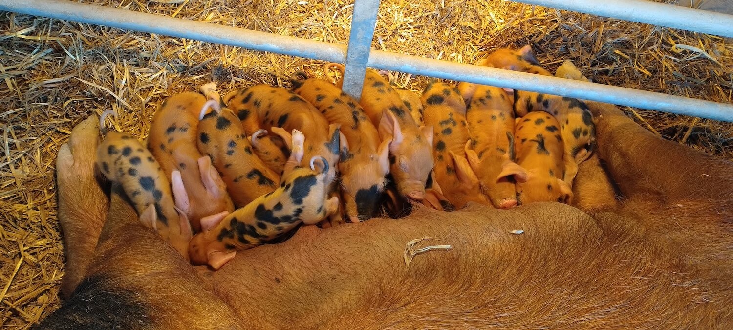 Feeding time for new piglets