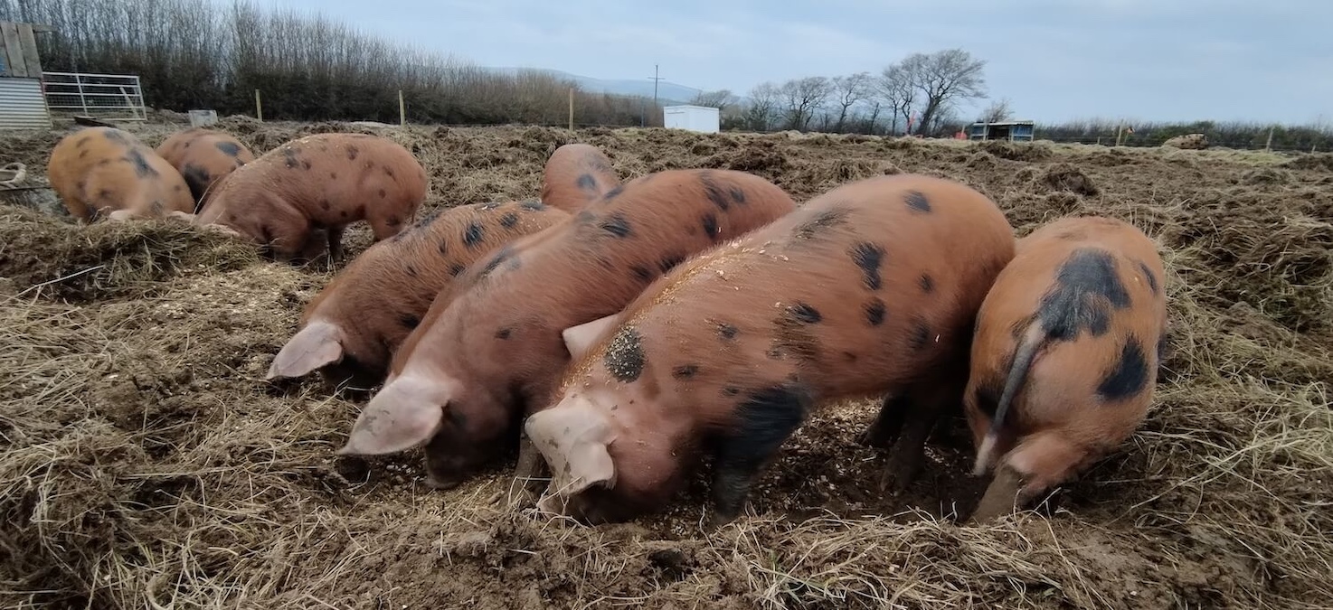 Group of young pigs rooting in the dirt