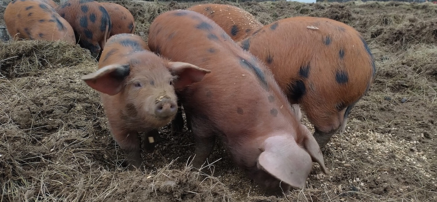 Oxford Sandy & Black piglet with its ears flying in the wind